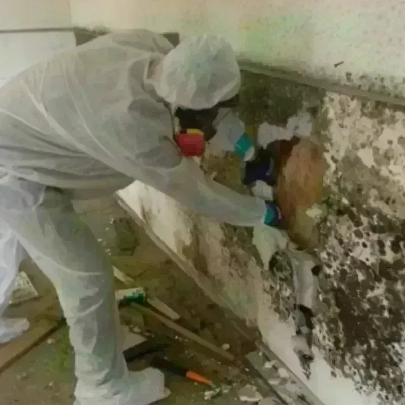 Mold Remediation and Removal in Newtown, OH